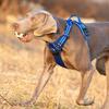 Training Harness for a Large Dog Strong Truelove Xl