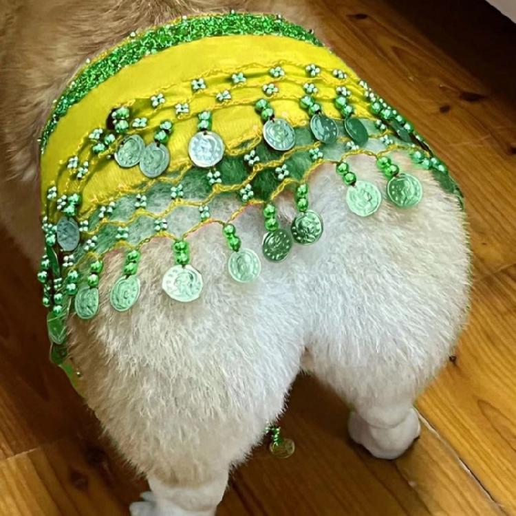 Glittering Corgy Party Belly Dance Skirt Sparkling Sequined Belly Dancing Costume Adjustable Belly Dance Dog Costume
