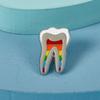 Dental Gift Badge Metal Tooth Type Shape Molar Brooch Badge Pin Adornment