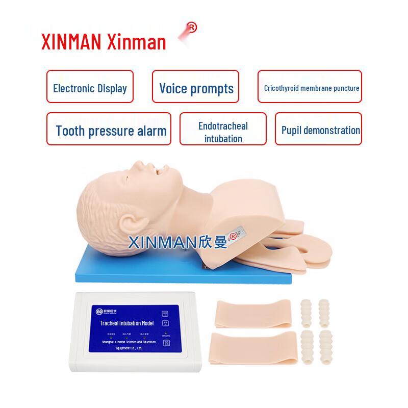 Adult Airway Intubation Training Model