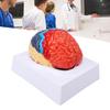 Anatomisches menschliches Gehirnmodell Hirnarterie farblich unterteilt linkes rechtes Gehirn zusammengebautes Modell zum Lernen