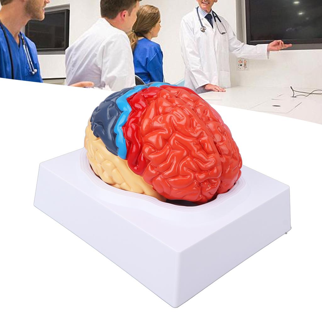 Anatomisches menschliches Gehirnmodell Hirnarterie farblich unterteilt linkes rechtes Gehirn zusammengebautes Modell zum Lernen