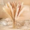 Pampas Grass Bunch, Bunny Tail Grass, Reeds, Pampas Grass – Fluffy Dried Decor for Home