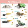 Realistic Frog Growth Cycle Model Educational Toy For Early Learning In Kids