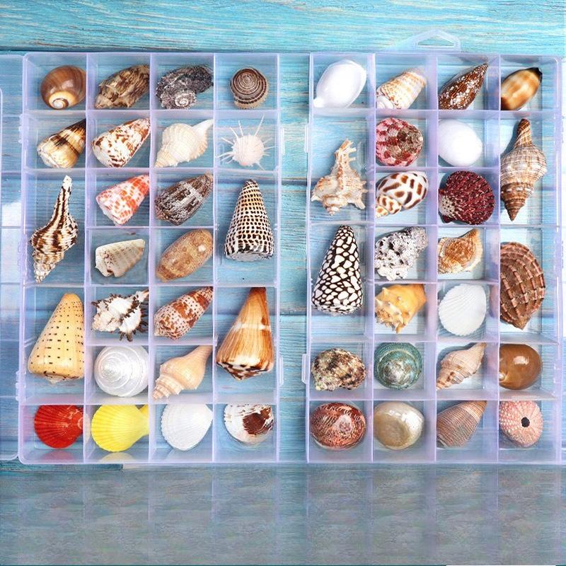 Shell Conch, Popular Science Materials, Specimens, Snail Storage Set, Gift Box, Kindergarten Marine Life Collection