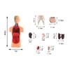 Human Body Torso Model Human Anatomy Display Assembly Learning Internal Organs Skeleton Visceral Brain Anatomical Teaching