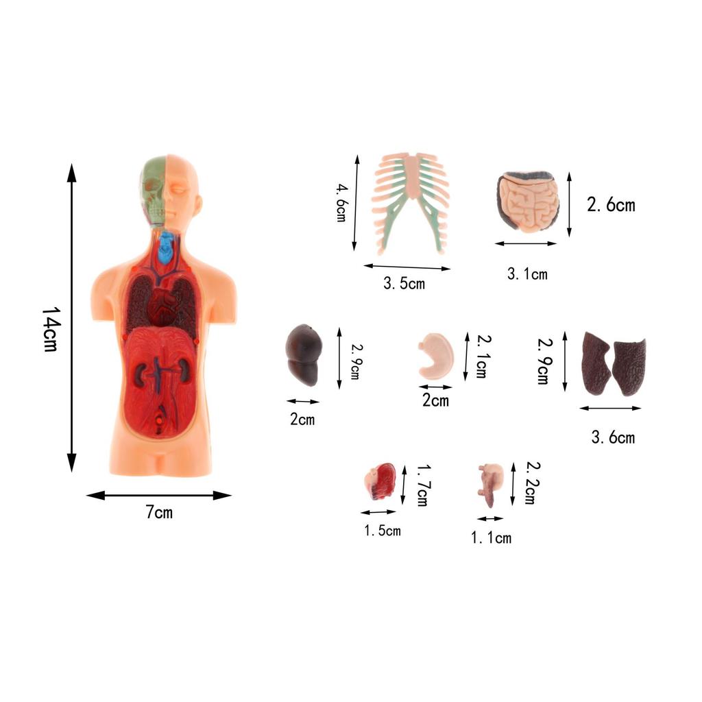 Human Body Torso Model Human Anatomy Display Assembly Learning Internal Organs Skeleton Visceral Brain Anatomical Teaching