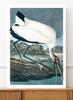Vintage Poster Large Bird