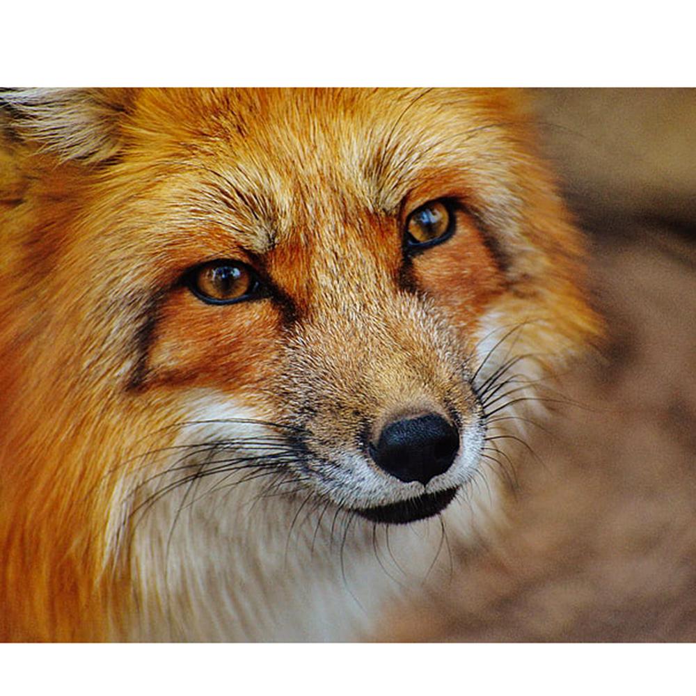 

5D Ручная Алмазная Картина Мозаика Картина Лиса Квадратная/круглая Алмазная Вышивка Подарок или Украшениекровать