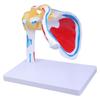 Shoulder Anatomy Model with Muscles Nerves Details for Classroom Demonstration Anatomical Human Shoulder Muscles Model