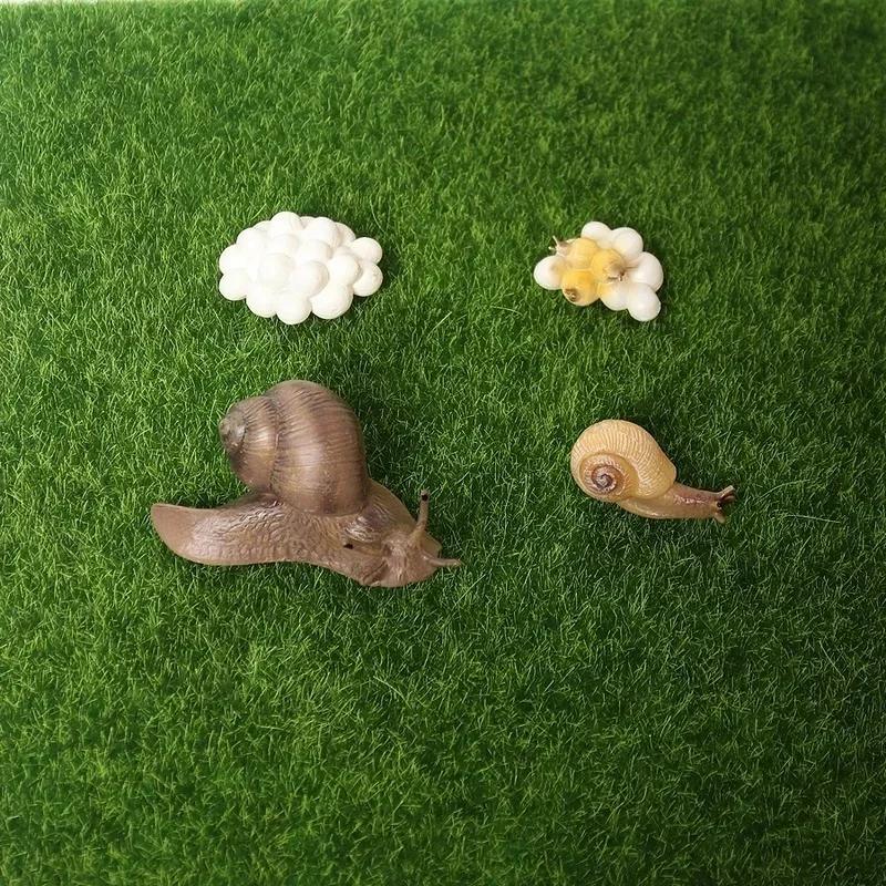 Realistic Snail Growth Cycle Model Animal Model Snail Life Cycle Model Miniature Garden Decoration Collector Educational Toy