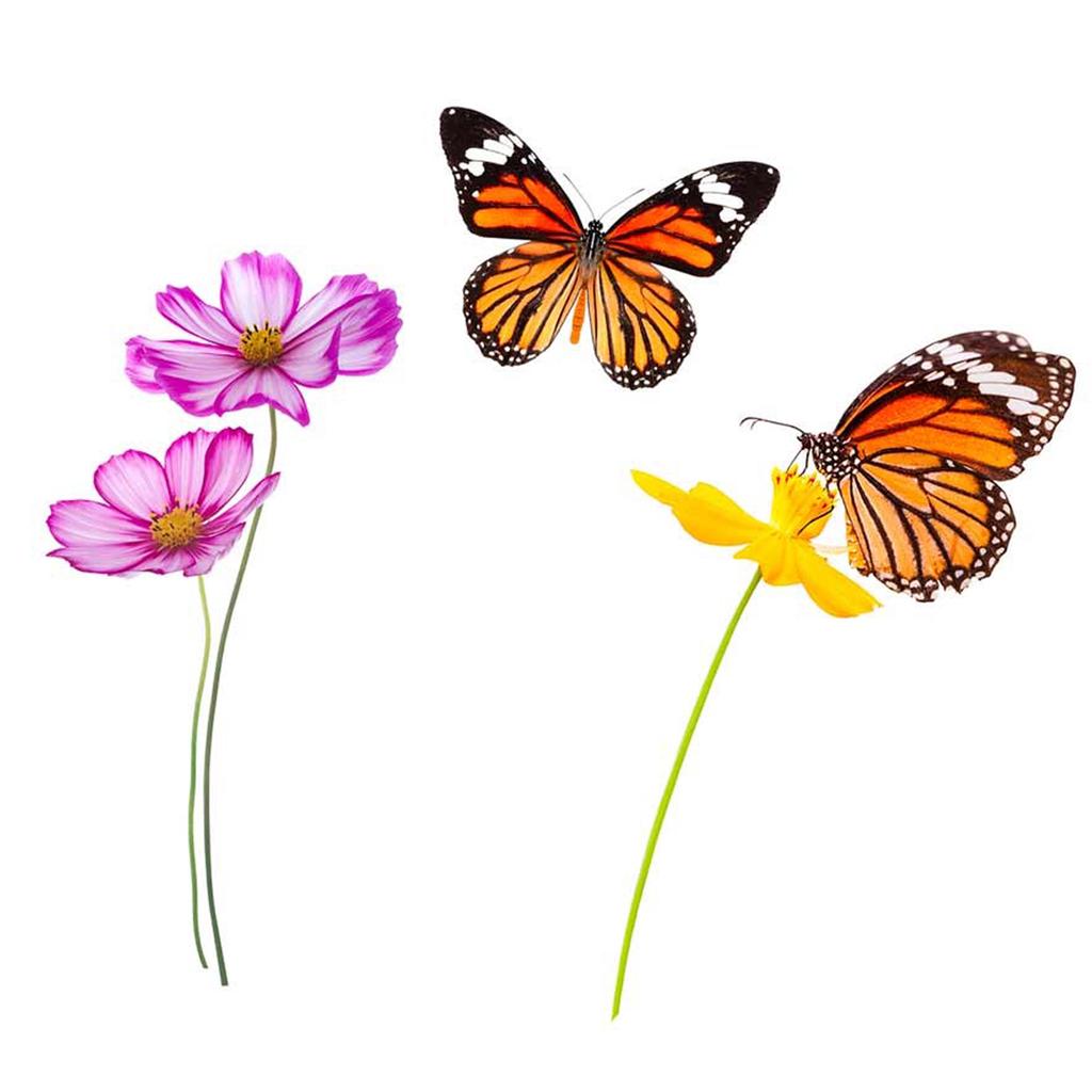 Les Trésors De Lily [Q6534] - Sheet of Stickers 'Butterflies & Flowers' Purple Orange - 20x70 Cm