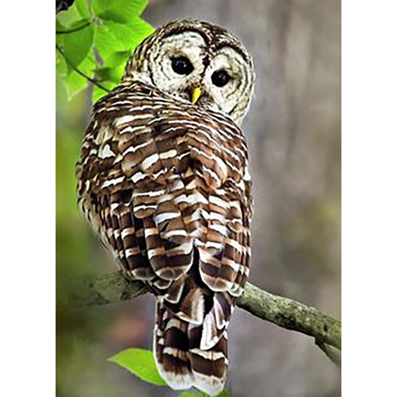 DIY Eagle 5D Diamentowe Malowanie Pełne Okrągłe Wiercenie Diamentowe Haftowanie Krzyżykowy Zestaw Do Rzemiosła Zwierzęce Kryształki Ręcznie Robione Sztuka Prezent