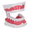Modelo de dentes de ensino odontológico 2X Modelo de dentes de ampliação Ferramenta de treinamento de ensino de dentista