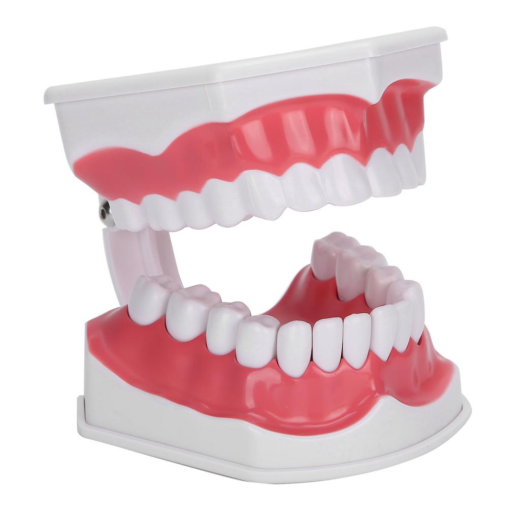 Modelo de dentes de ensino odontológico 2X Modelo de dentes de ampliação Ferramenta de treinamento de ensino de dentista