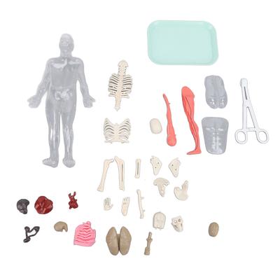 Model lidského těla s odnímatelnými orgány Kosti svítí ve tmě Anatomická figura Vědecká sada pro děti