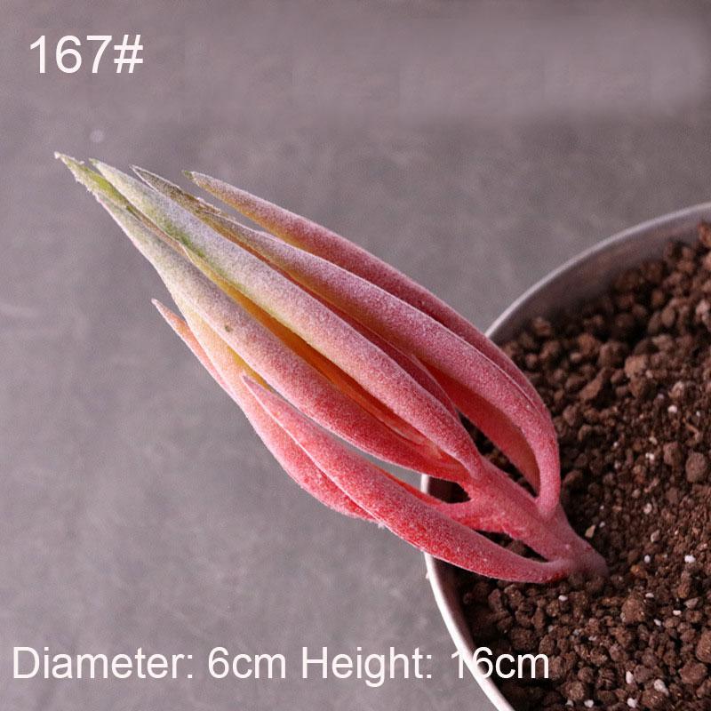 Konstgjorda Suckulenter Växter Vit Rosa Grön Plast Falska Växter Landskap Bonsai plantas artificiales Hem Trädgård Dekoration