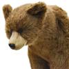 Braunbär Nr. 5731