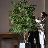 Extra Large Artificial Pieris Japonica Tree for Indoor Landscaping