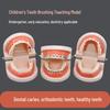 Children's Dental Education Tooth Model for Kindergarten