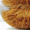 Kamenoko Twashi Nishio Kamenoko Twashi Brush Set of 2 Brush, Shoten, No. 4,