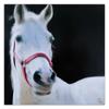 Canvas Print White Horse Animals