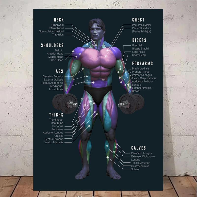 Muscle Anatomy Chart Quotes Canvas Painting Weightlifting Poster Print Color Pictures Gym Boy Room Wall Home Decor