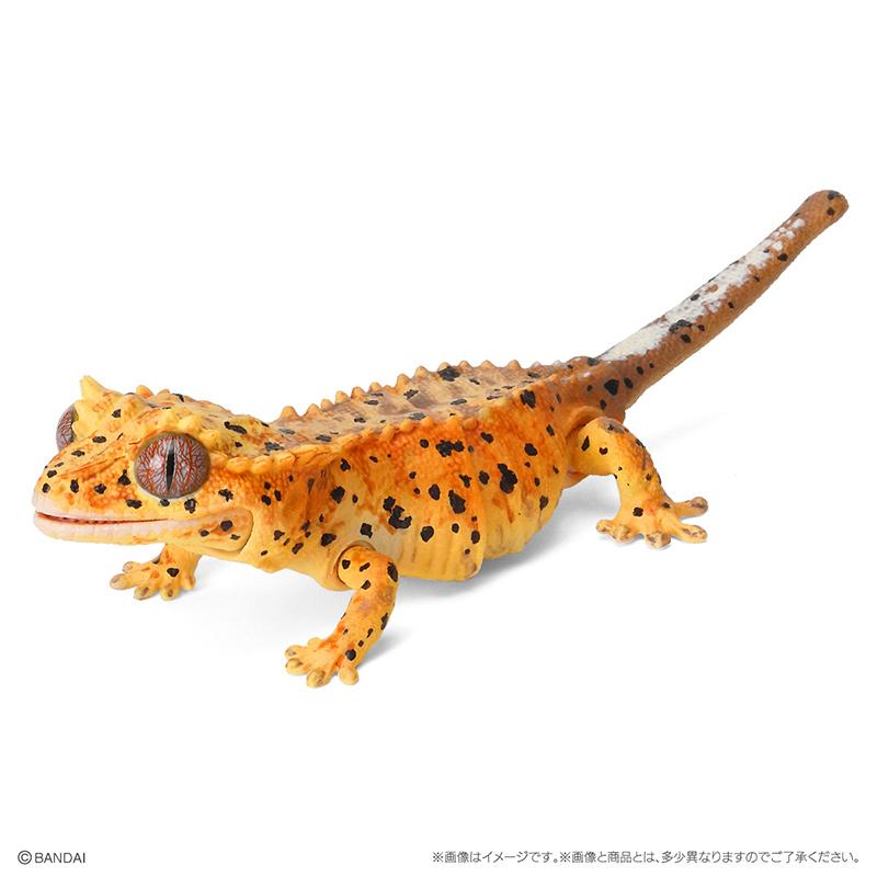 

Genuine Popularity Gacha Biological Atlas Common Ameiva Correlophus Ciliatus Joint Movable Action Figure Model Toys Poseable Articulated Scale