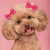 Puppy Hair Bow Puppy Hair Accessory Set Handmade Dog Hair Bowknot Set with Rubber Bands for Small Pets Party Christmas Birthday