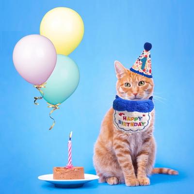 Cat Birthday Party Supplies Pet Hat Bandana Numbers Set Dog Scarf Hat Costume Pet Celebration Accessory for Cats Dogs