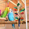 Bird Chew Toys Chewing Colorful Wooden Natural Games Bird Enrichment Toys For Playground Outdoor Patio Inside Hammock Window