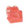 Maxillary Sinus Teeth Model Dental Implant Teaching Model For Dentist Student Practice Studying Oral Medical Model