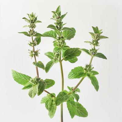1000 Pennyroyal Mint Seeds (Mentha Pulegium)