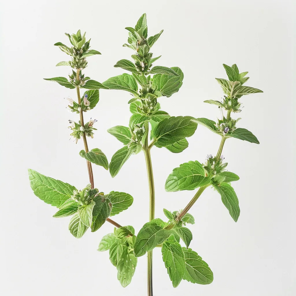 

1000 насіння м яти Pennyroyal (Mentha pulegium) - Напівдика пермакультура