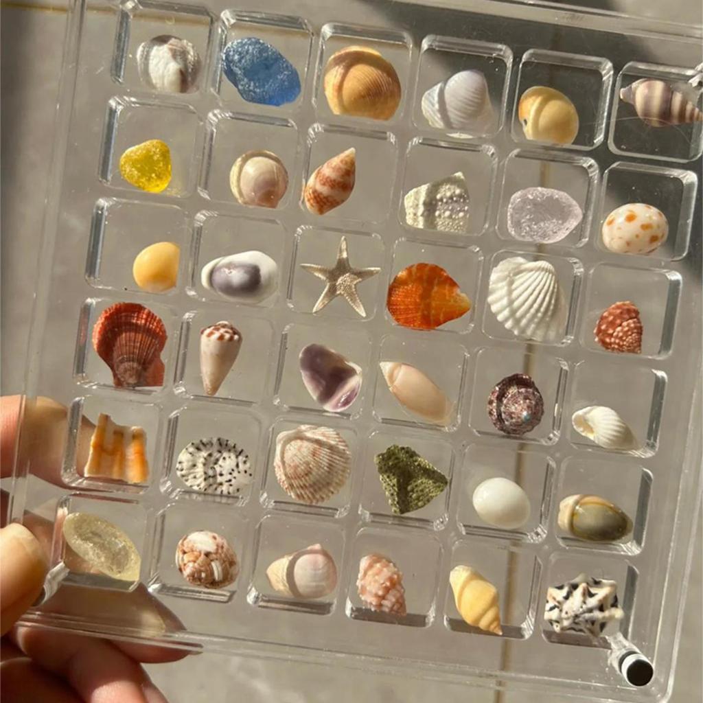 Acrylic  Seashell Display Box Seashell Display Diamond Storage Box Small Craft Organizers Compartment