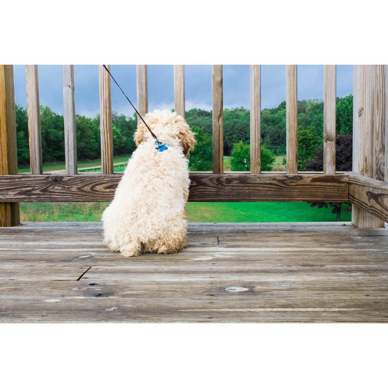 Automatic Dog Leash Blue 3m - Strong and Comfortable to Use up to 11kg