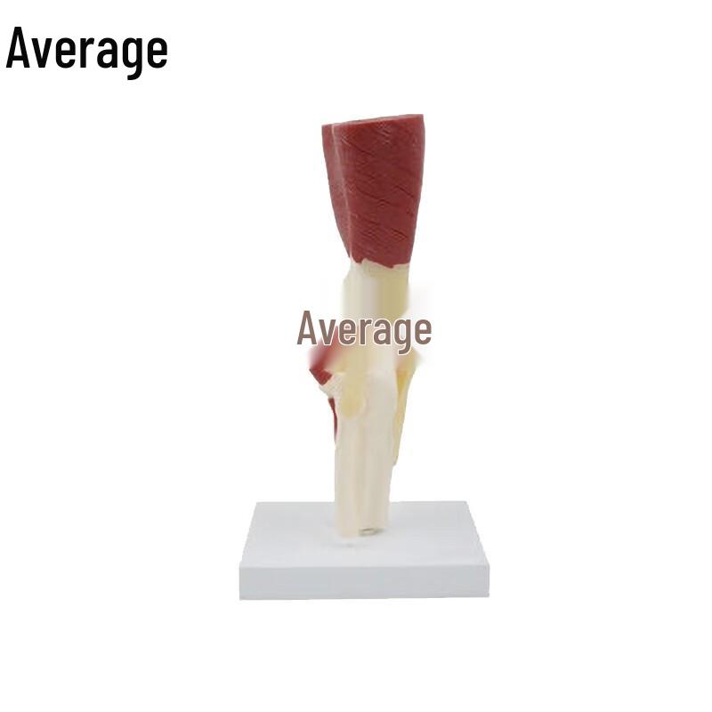 Human Knee Joint Model