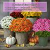 5 Bundle High Fidelity Gradient Artificial Chrysanthemums Outdoor Fake Blooms  Party Decoration