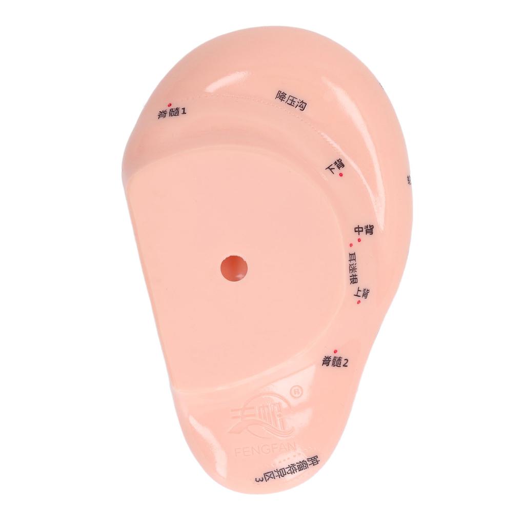 6.7in Ear Acupuncture Model Silicone Engraving Ear Massage Acupuncture Model for Home Laboratory