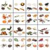Animal Life Cycle Board Children Toys Montessori Teaching Aids Plant Animal Growth Cycle Model Set Preschool Cognitive Toys