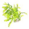 Plastic Aquarium Simulation Kelp Grass Artificial Water Plants Fish Tanks Landscape Decoration with White Base7945 Kelp