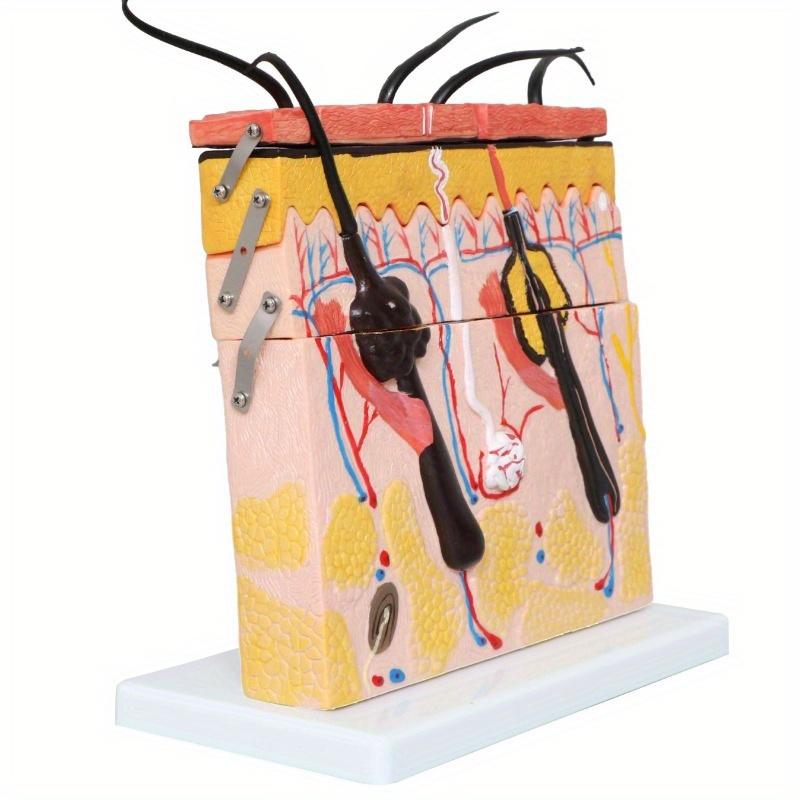 Human Skin and Hair Structure Enlarge Model 70 Times Skin Layer Structure Model Skin Structure Anatomy Cosmetic Training