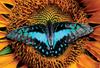 Puzzle 250 Colorful Nature 2 Butterfly