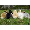 Yoshitoku Riku no Nakama-tachi Gray Rabbit Plush Toy 180498