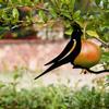 Metal Bird Silhouette Black Wrought Iron Bird Silhouette Birds On The Branch Hummingbird Wall Art Decor For Home Garden Yard