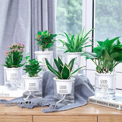 Practical Flower Pot with Automatic Water Absorption for Easy Plant Care