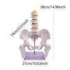 Model ženské pánve Struktura Vědecká učebna Vertebrální pánev PVC Lékařský