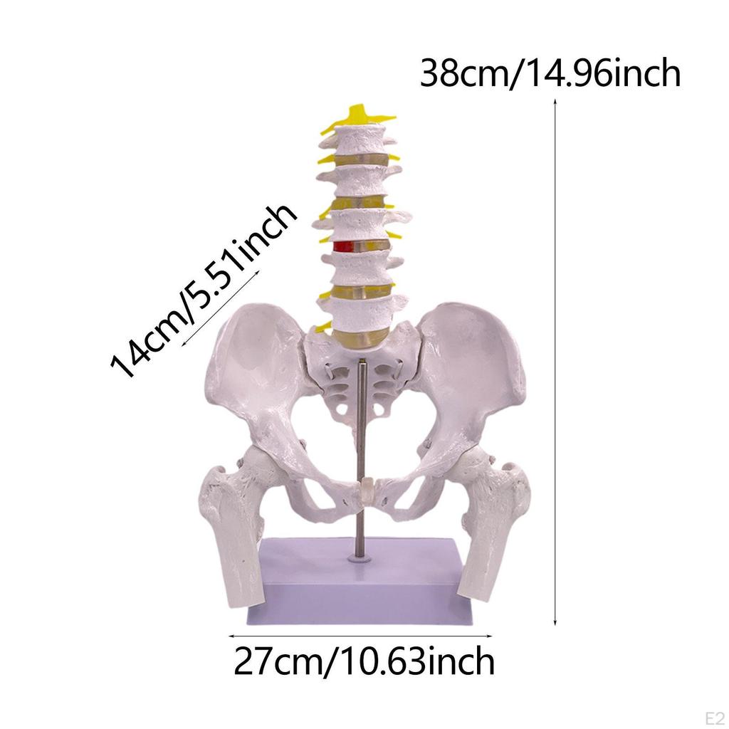 Weibliches Becken Modell Struktur Naturwissenschaftsklassenzimmer Wirbelbecken PVC Medizinisch