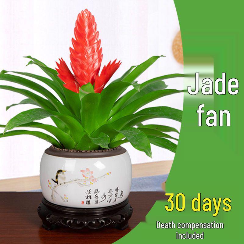 Jade Fan: Indoor Easy-Care Green Plant for Wealth & Blooms
