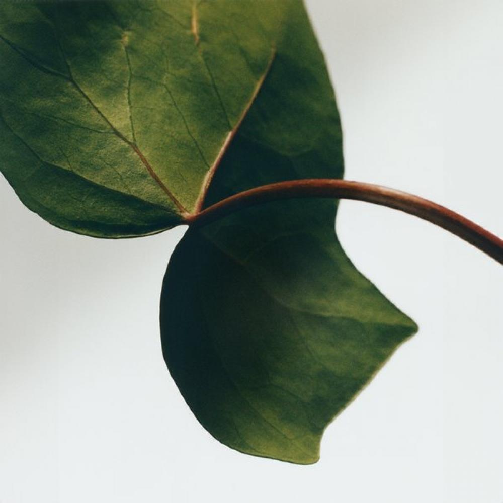 Loewe Ivy Flüssigseife 360ml